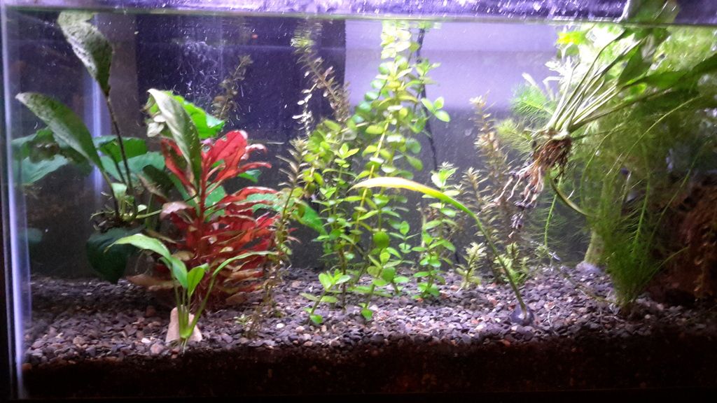 Clay cat litter substrate for planted aquarium Cichlid Fish Forum